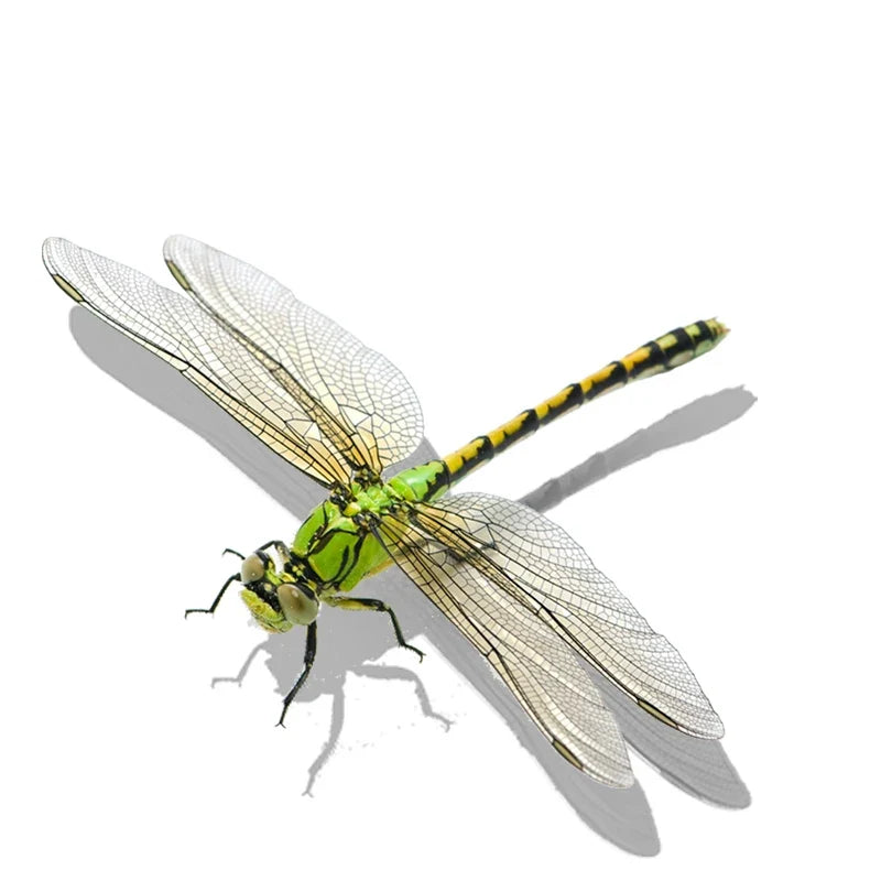 Realistic Dragonfly Wall Sticker | Home Decoration Decals