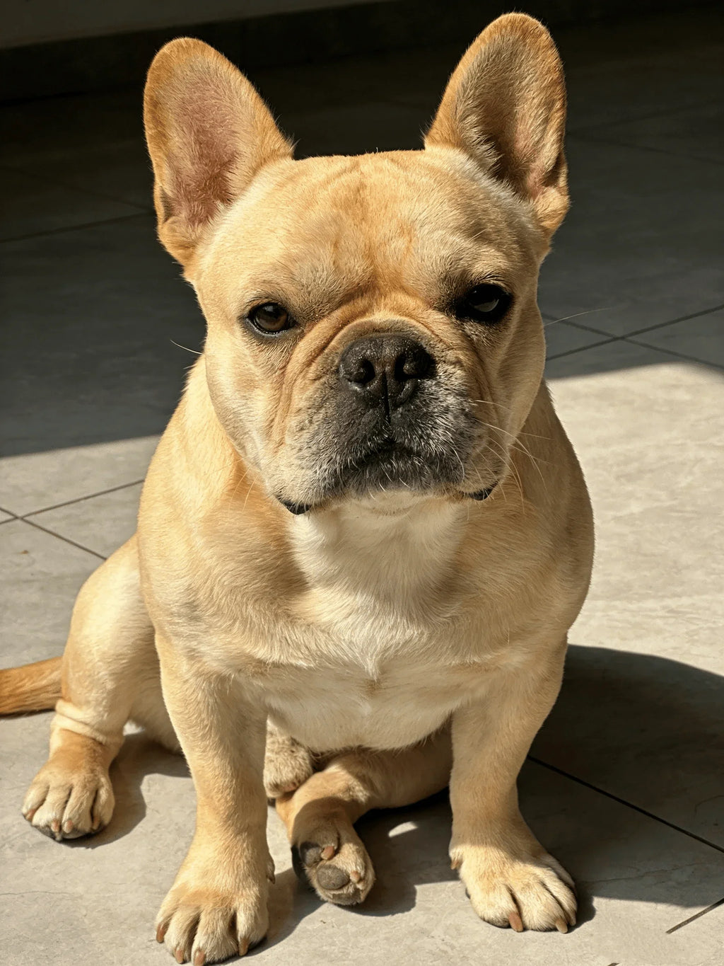 French Bulldog Pendant Necklace | Stainless Steel Dog Jewelry for Women Men