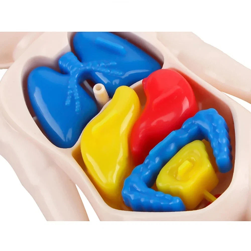 Human Body Organ Anatomy Model | 13-Piece Montessori Science Toy Set