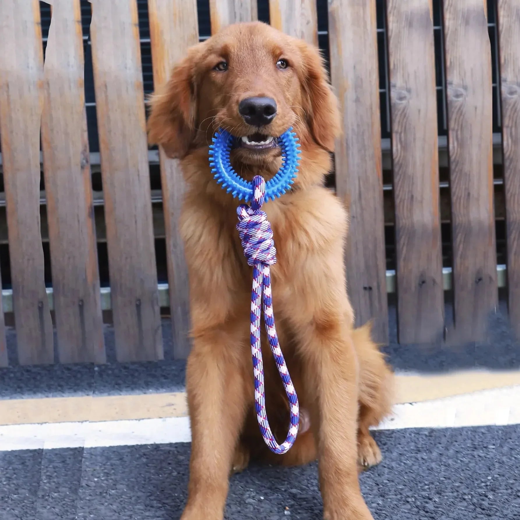Colorful Woven Nylon Rope and Rubber Dog Toy | Chew Resistant Outdoor Play