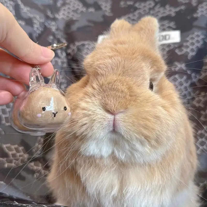Pet Hair Memorial Transparent Storage Box Keyring | Cute Animal Rabbit Fur Organizer Keychain Bag Pendant