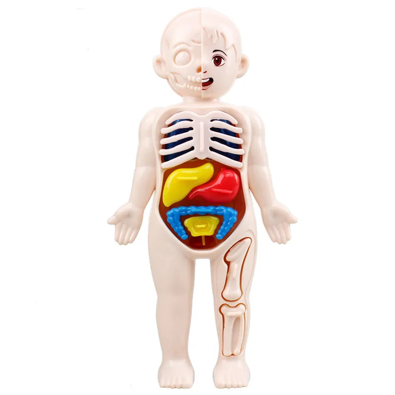 Human Body Organ Anatomy Model | 13-Piece Montessori Science Toy Set