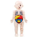 Human Body Organ Anatomy Model | 13-Piece Montessori Science Toy Set