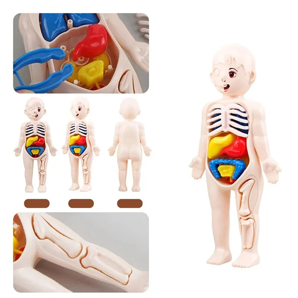 Human Body Organ Anatomy Model | 13-Piece Montessori Science Toy Set