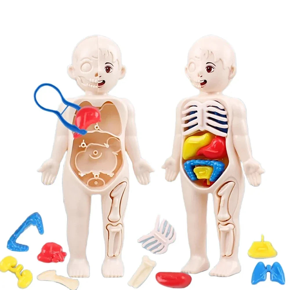 Human Body Organ Anatomy Model | 13-Piece Montessori Science Toy Set