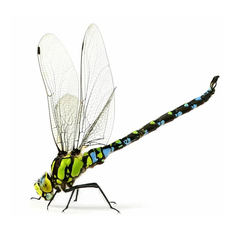 Realistic Dragonfly Wall Sticker | Home Decoration Decals