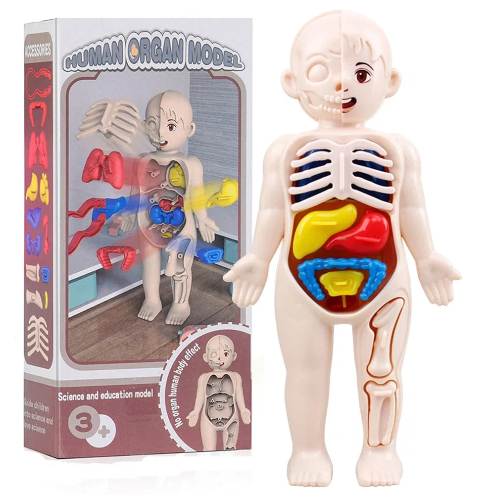 Human Body Organ Anatomy Model | 13-Piece Montessori Science Toy Set