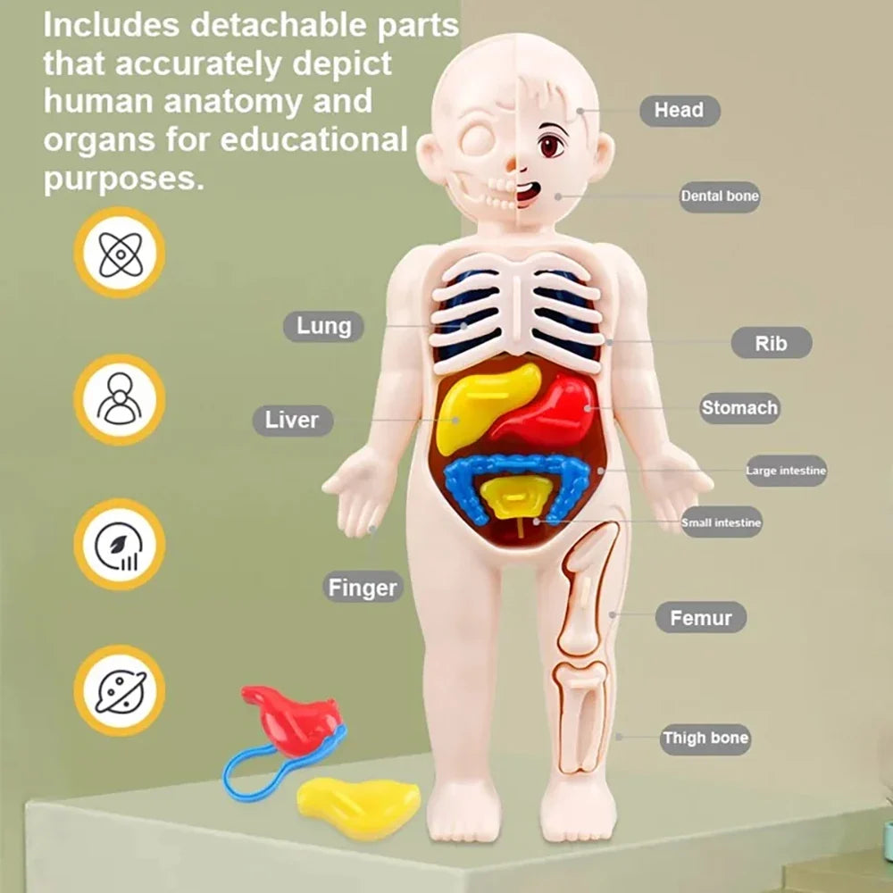 Human Body Organ Anatomy Model | 13-Piece Montessori Science Toy Set