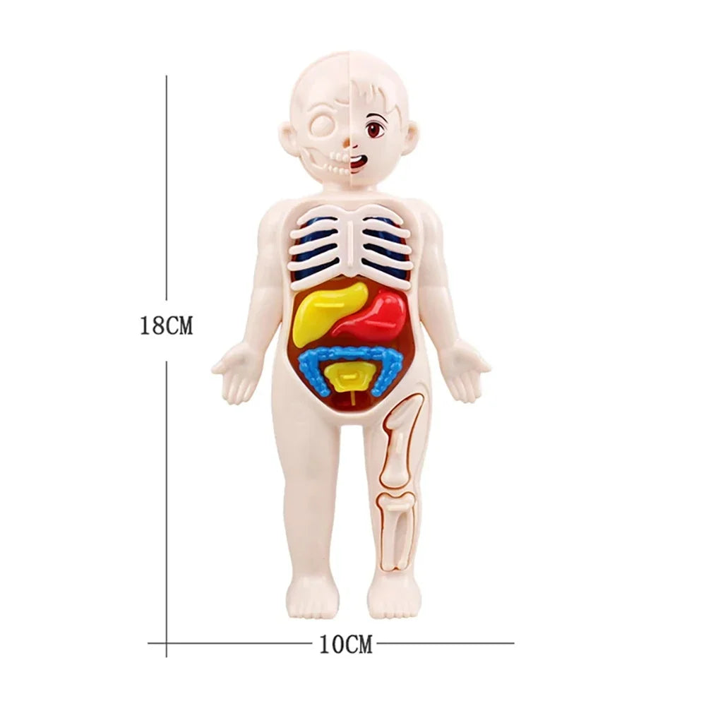 Human Body Organ Anatomy Model | 13-Piece Montessori Science Toy Set